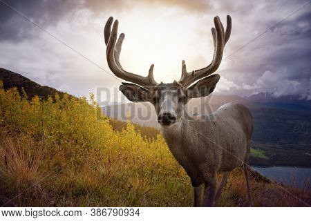 A Male Deer In Canadian Nature During Colorful Fall Season. Image Composite With Background Located 