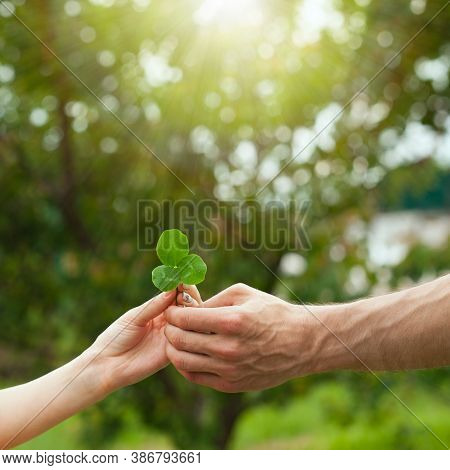 Close Up Of A Hand Holding A Clover Leaf And Giving A Leaf With Natural Background. Three-leaf Clove