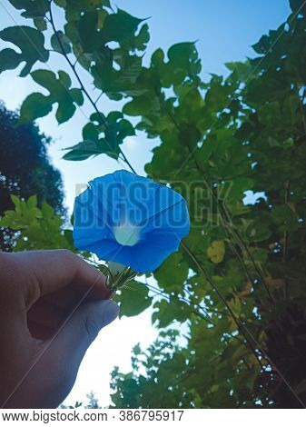 Ipomoea Tricolor, Heavenly Blue Morning Glory In Hand. Open Sky