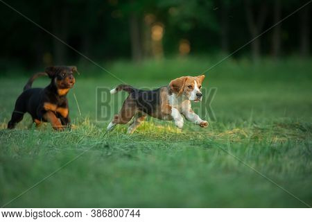Two Puppies Are Playing On The Grass. Dogs Run In The Park. Rottweiler And Beagle On Nature