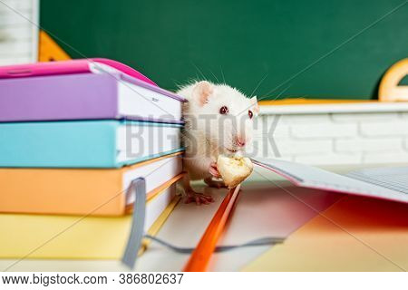 Education, Science, School, Learn And Study Concep. Funny Animals White Rat
