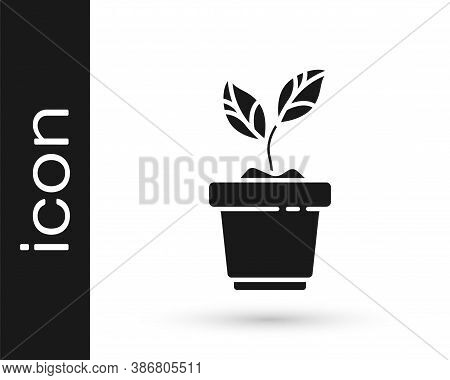 Grey Plant In Pot Icon Isolated On White Background. Plant Growing In A Pot. Potted Plant Sign. Vect