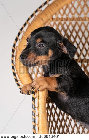A Portrait Of A Cute Jack Russel Terrier Puppy, Standing On Hind Legs On A Rattan Chair, Part Of Bod