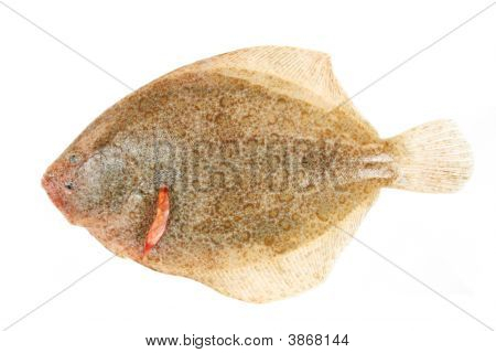 Brill plattfisk