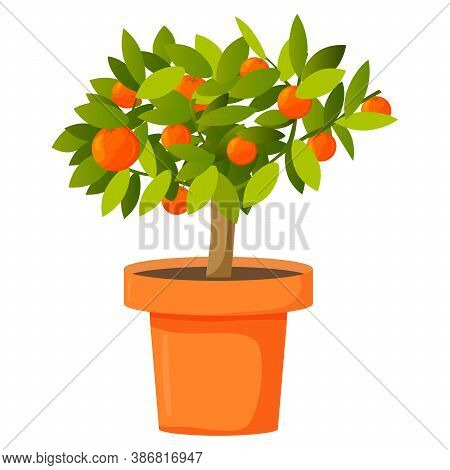 Orange Tree In A Pot. Tropical Citrus Fruit.