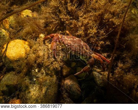 A Closeup Picture Of A Crab In A Beautiful Marine Environment. Picture From Oresund, Malmo In Southe