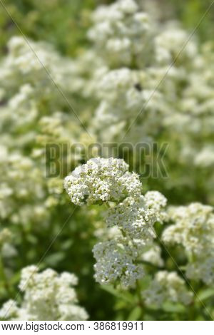 European Bedstraw White Flowers - Latin Name - Galium Rubioides