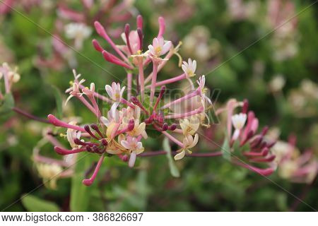 Portugal Plant Species - Lonicera Etrusca (etruscan Honeysuckle) In Algarve Region.