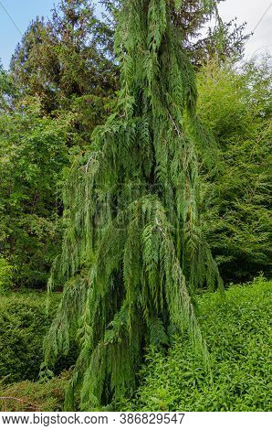 Xanthocyparis Nootkatensis Jubilee.  Botanical Garden In Poland, Europe.