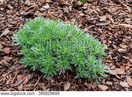 Artemisia Schmidtiana Nana In The Botany In Poland.