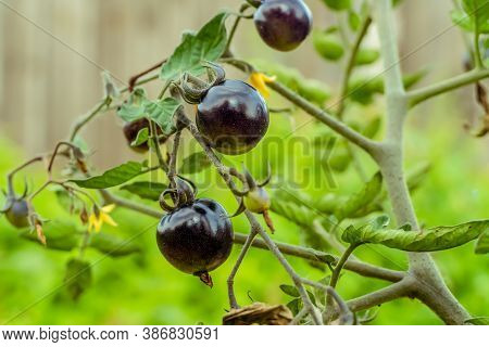Black Variety Of Tomatoes On A Branch Close Up In The Garden. Harvest