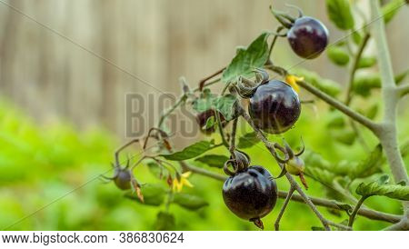 Black Variety Of Tomatoes On A Branch Close Up In The Garden, Copy Space. Harvest