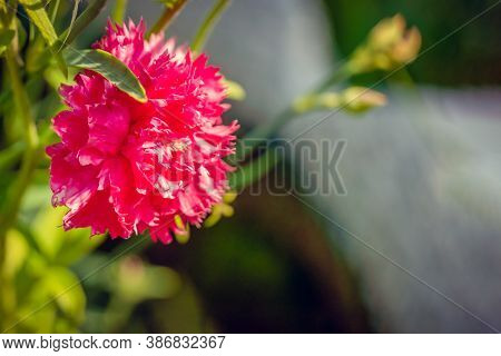 Close-up Of A Pink Chabot Garden Carnation Flower In The Garden On A Sunny Day