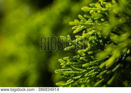 Picture Of A Large Green Bush Grows Near The Trees, Picture With A Focus On A Small Twig With A Fly 