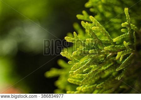 A Large Green Bush Grows Near The Trees, Picture With A Focus On A Small Twig