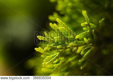 Picture Of A Large Green Bush Grows Near The Trees, Picture With A Focus On A Small Twig With A Fly 