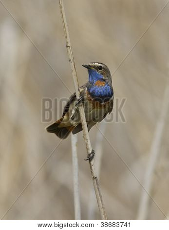 El Pechiazul hombre sentado en una rama.