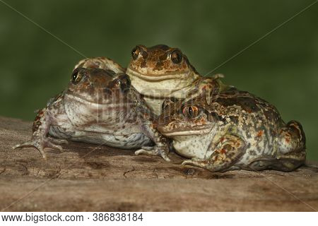 Three Funny Common Spadefoot Toad Pelobates Fuscus