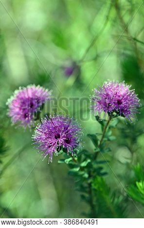 Pink Purple Flowers Of The Australian Native Myrtle Kunzea Capitata, Family Myrtaceae, Growing In Wo
