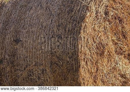 Dried Rolled Up Haystack Background. Dry Yellow Golden Colors Straw Texture. Forage Straw Rollers Fo