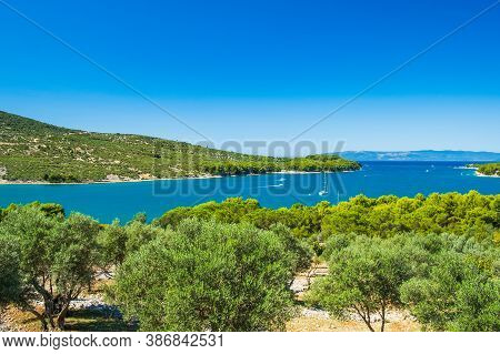 Olive Trees And Beautiful Adriatic Seascape, Sail Boat In Lagoon On The Island Of Cres In Croatia