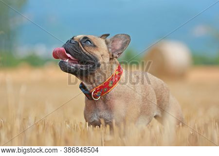 Side View Of Beautiful Fawn French Bulldog Dog Standing In A Harvested Grain Field In Late Summer