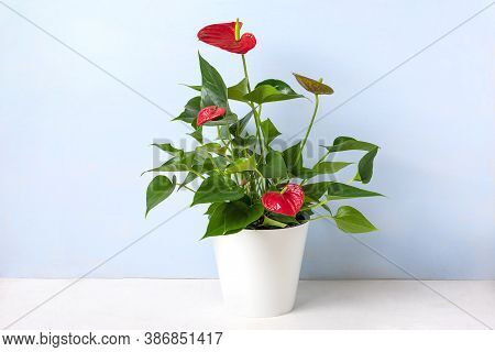 House Plant Anthurium In White Flowerpot Isolated On White Table And Blue Background Anthurium Is He