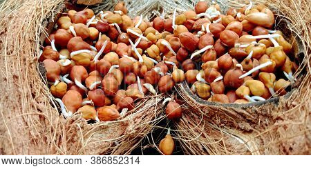 Fresh Color Isolated Chickpea With Set Mixed For Marketing Promotion Purpose On Brown Coconut Surfac