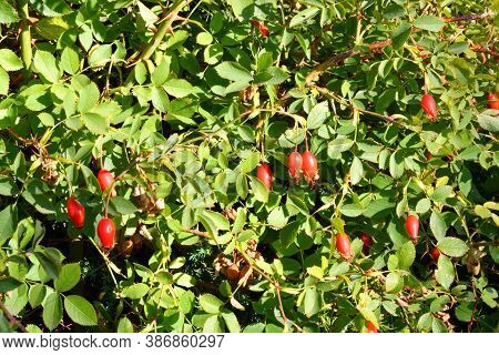 The Fruit Of Rosehip (latin. Fructus Rosae) Is A Medicinal Vegetable Raw Material