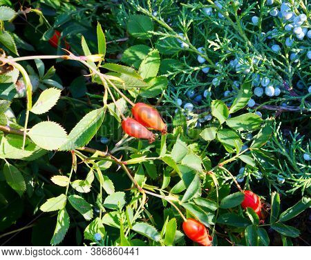 The Fruit Of Rosehip (latin. Fructus Rosae) Is A Medicinal Vegetable Raw Material