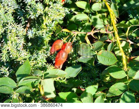 The Fruit Of Rosehip (latin. Fructus Rosae) Is A Medicinal Vegetable Raw Material