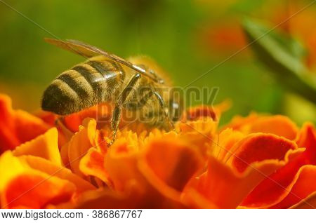 Photo Of A Beautiful Bee And Flowers A Sunny Day.