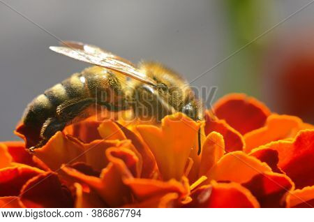 Photo Of A Beautiful Bee And Flowers A Sunny Day.