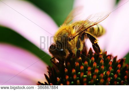 Photo Of A Beautiful Bee And Flowers A Sunny Day.