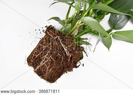 Roots In Soil Shaped Like Flower Pot Of Exotic Houseplant Before Repotting On White Background