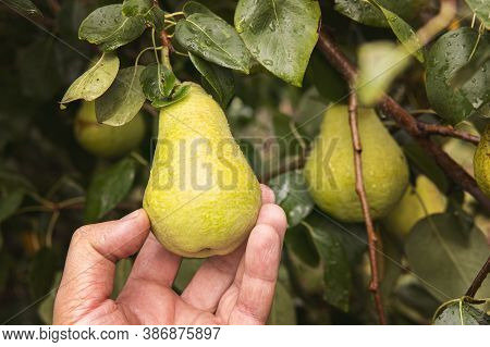 Organic Fruit. Healthy Food. Fresh Pear In Farmers Hands. Checking Pears For Ripeness. A Mans Hand P