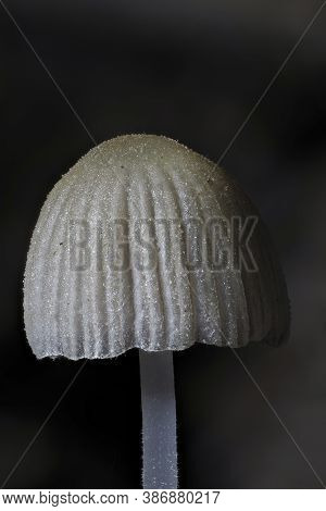 The Fairy Inkcap (coprinellus Disseminatus) - Inedible