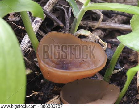 The Anemone Cup (dumontina Tuberosa) - Inedible
