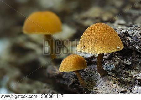 The Golden Powdercap (flammulaster Limulatus) - Inedible