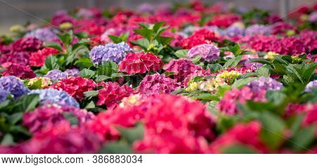 Cropped Image Of Colorful Flowers In A Sunny Greenhouse