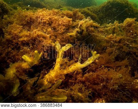 A Closeup Picture Of Beautiful Bladder Wrack, Fucus Vesiculosus, In A Healthy Northern European Mari