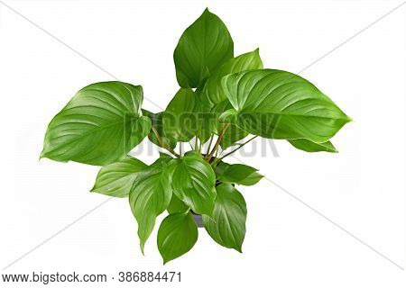 Lush Tropical Houseplant With Botanic Name 'homalomena Rubescens Maggy' With Large Healthy Leaves Is