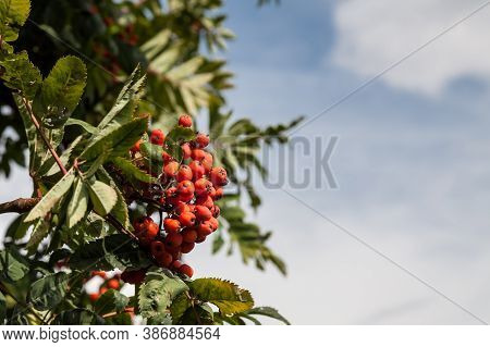Colorful View Of A Branch Of Rowan With Green Leaves And Ripe Clusters Of Red Berries On A Backgroun