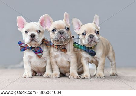 Three Adorable Lilac Fawn Colored French Bulldog Dog Puppies Wearing Matching Bowties Sitting Togeth
