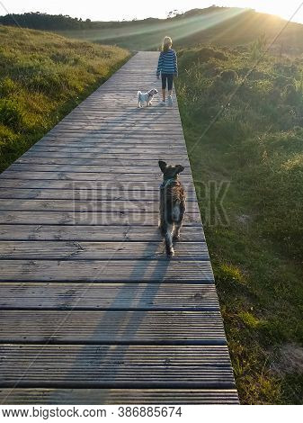The Picture Shows A Back View Of A Unrecognizable Little Girl Walking With Her Dogs On A Wooden Walk