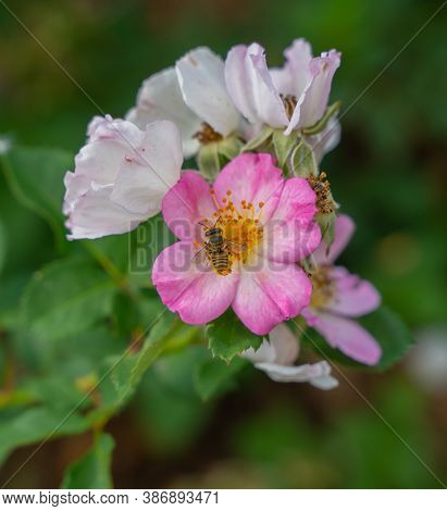 Flowering Of Wild Pink Mountain Rose (rosa Pendulina)