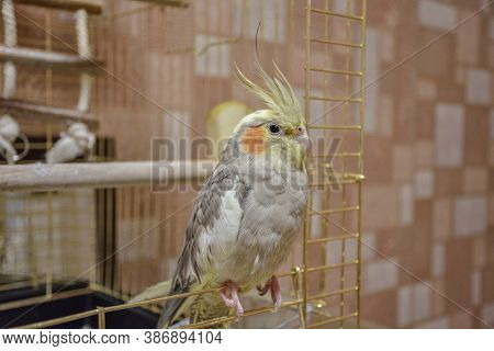 Portrait Of Parrot Cockatiel, Cockatiel Close-up, Home Parrot