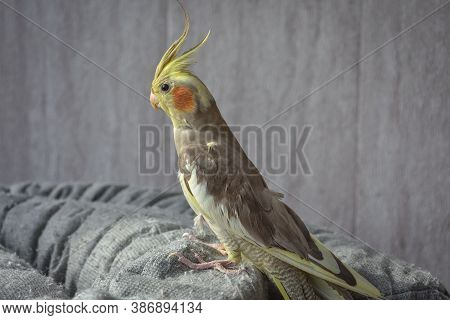 Portrait Of Parrot Cockatiel, Cockatiel Close-up, Home Parrot