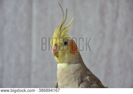 Portrait Of Parrot Cockatiel, Cockatiel Close-up, Home Parrot