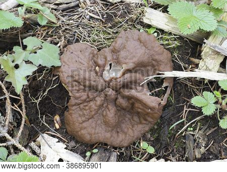 The Pigs Ears (gyromitra Perlata) Is An Edible Mushroom